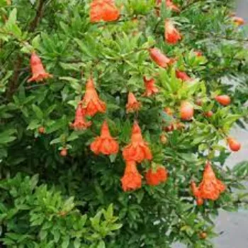 Natural Pomegranate Plants