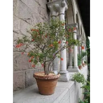 Natural Pomegranate Plants