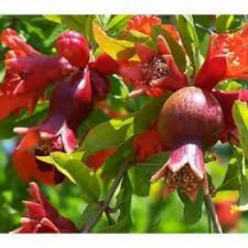 Common Pomegranate Plants