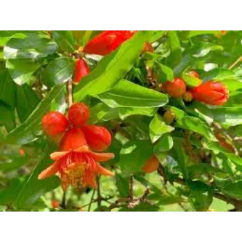 Organic Pomegranate Plants