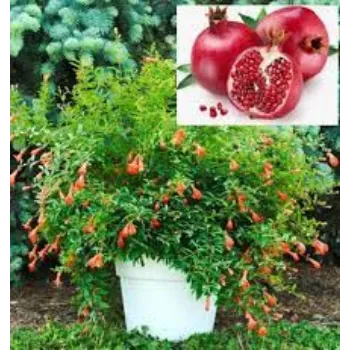 Natural Jasmine Plants