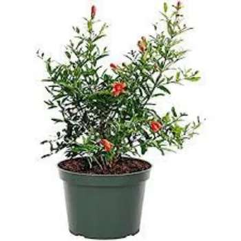 Organic Pomegranate Plant Manufacturer