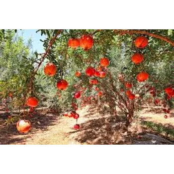 Organic Pomegranate Plant