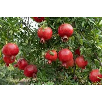 Red Pomegranate Plant