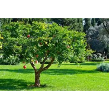 Organic Pomegranate  Plant