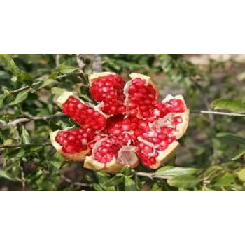 Organic Pomegranate Plant Manufacturer