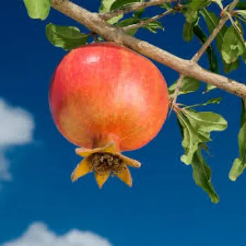 Natural Pomegranate Plant Manufacturer