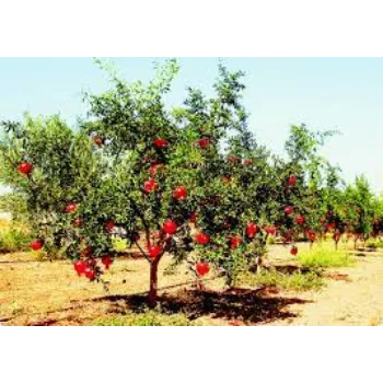 Healthy Pomegranate Plant