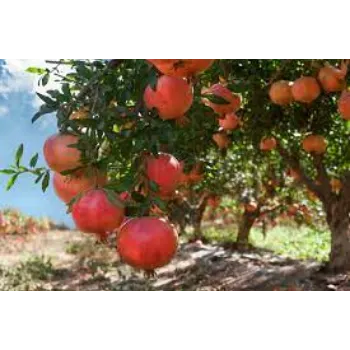 Natural Pomegranate Plant