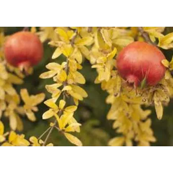 Natural Pomegranate Plant