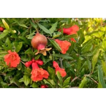 Organic Pomegranate Plant