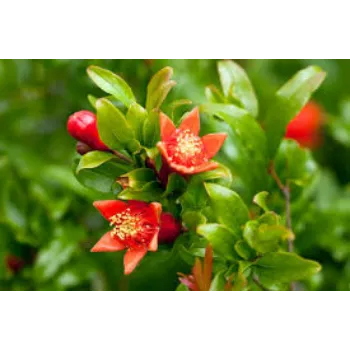 Pomegranate Plant Manufacturer