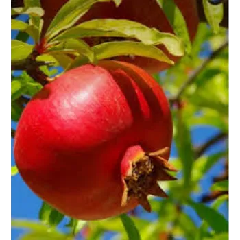 Pomegranate Plants Exporter