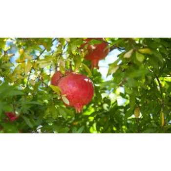 Fresh Pomegranate Plant Manufacturer