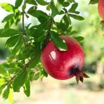 Organic Pomegranate Plant Manufacturer