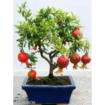 Organic Pomegranate Plant Manufacturer