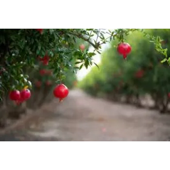 organic Pomegranate Plant