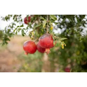  Organic Pomegranate Plant