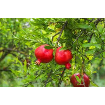 RAJESWARI NURSERY Pomegranate Plant
