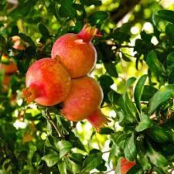 Roshni Agri forestry Pomegranate Plant