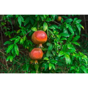 Organic  Pomegranate Plant
