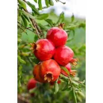 Natural Pomegranate Plant