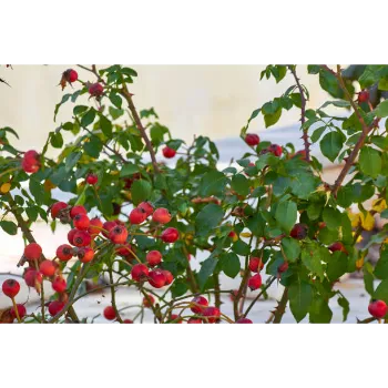 Pomegranate Plant