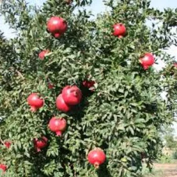 Common  Pomegranate Plant