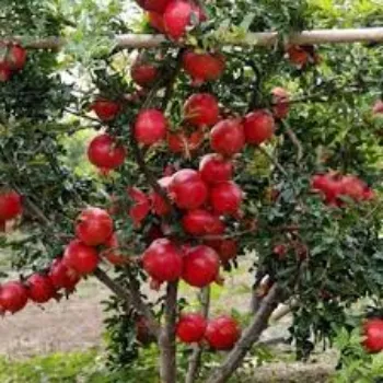 Organic Pomegranate Plant
