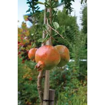 Natural Pomegranate Plant