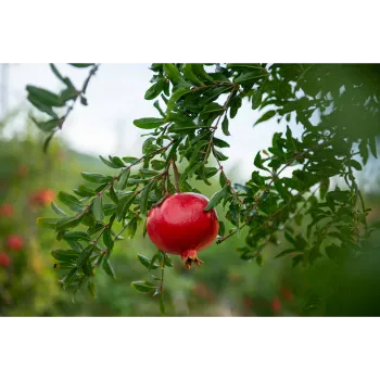  Pomegranate Plant