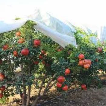 Organic  Pomegranate Plant