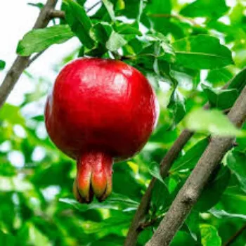 Natural Pomegranate Plant