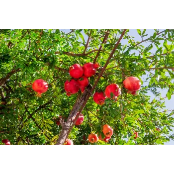 Natural Pomegranate Plant