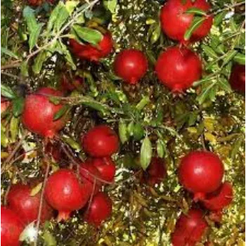  Organic  Pomegranate Plant
