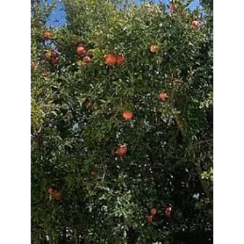 natural Pomegranate Plant