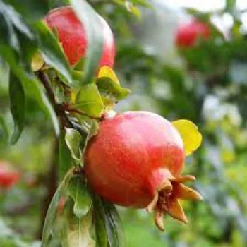 Fresh Pomegranate