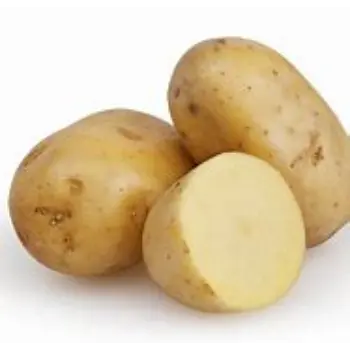 Potato