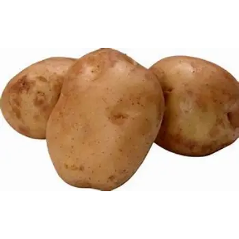 Potato