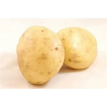 Potato