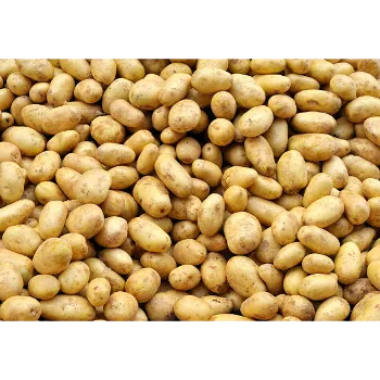 Organic Potato