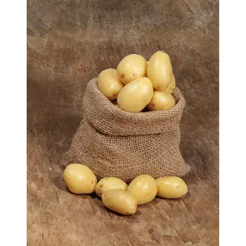 Common Potato