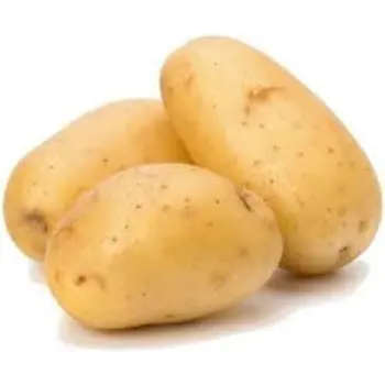 Natural Fresh Potato