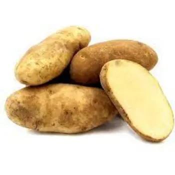 Common Potato