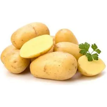 Common Fresh Potato