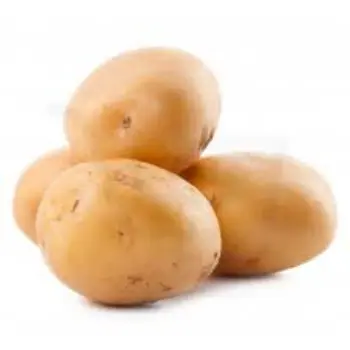 Common Fresh Potato