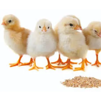 Organic Poultry Feed