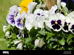 Pansy Plant