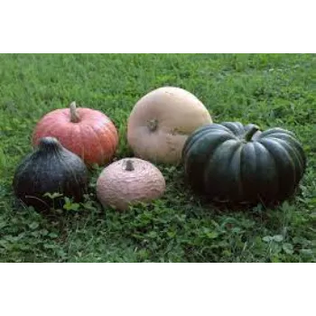 Natural Fresh Pumpkin