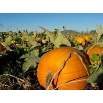 Fresh Pumpkin